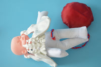 Anatomía de la Pelvis con cordón Umbilical del feto y placenta