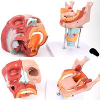 Modelos anatómico de cavidad nasal de boca, laringe y faringe