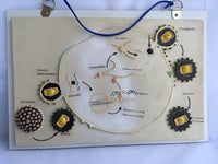 Póster Modelo de crecimiento y reproducción del VIH,