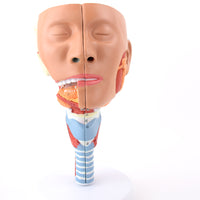 Anatomía Humana Rehabilitación del músculo circulo faríngeo del músculo faríngeo naso faríngeo