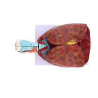 Modelo anatómico de sistema respiratorio humano desmontable en 7 piezas