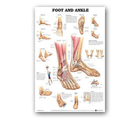 Póster anatomía de Mano, Pie, Rodilla