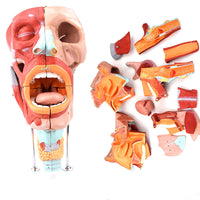 Modelos anatómico de cavidad nasal de boca, laringe y faringe