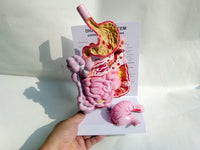 Modelo anatómico colorectal