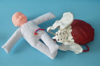 Anatomía de la Pelvis con cordón Umbilical del feto y placenta