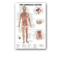 Póster anatomía de Mano, Pie, Rodilla