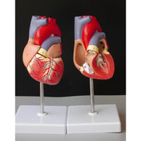 Modelo anatomico de modelo de corazon humano (Ensamblable)