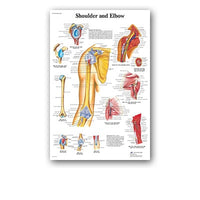 Póster anatomía PIII