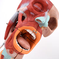 Modelos anatómico de cavidad nasal de boca, laringe y faringe