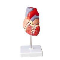 Modelo anatomico de modelo de corazon humano (Ensamblable)