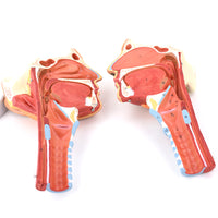 Anatomía Humana Rehabilitación del músculo circulo faríngeo del músculo faríngeo naso faríngeo