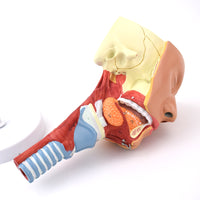 Anatomía Humana Rehabilitación del músculo circulo faríngeo del músculo faríngeo naso faríngeo