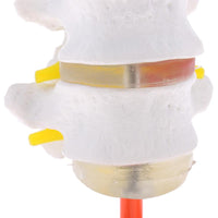 Vértebra Lumbar humana de 2 discos