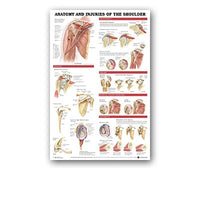 Póster anatomía de Mano, Pie, Rodilla
