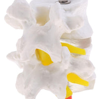 Vértebra Lumbar humana de 2 discos