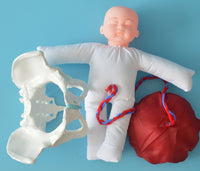 Anatomía de la Pelvis con cordón Umbilical del feto y placenta