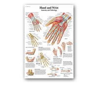 Póster anatomía PIII