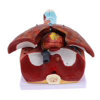 Modelo anatómico de sistema respiratorio humano desmontable en 7 piezas