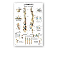 Póster anatomía de Mano, Pie, Rodilla