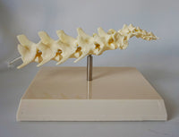 Anatomia de columna vertebral canina