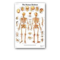 Póster anatomía PIII