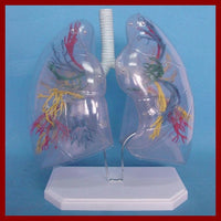 Modelo transparente de segmento de pulmones humanos