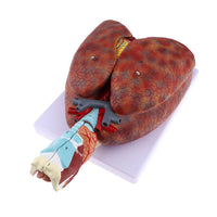 Modelo anatómico de sistema respiratorio humano desmontable en 7 piezas