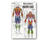 Póster anatomía de Mano, Pie, Rodilla