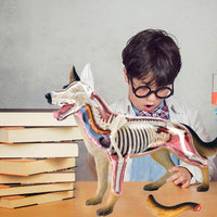 Modelo Anatomico 4D perro.