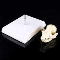 Modelo esqueleto de cráneo canino