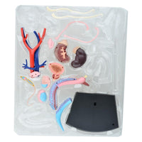 Sistema reproductivo femenino 4d