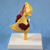 Modelo de articulación de cadera humana