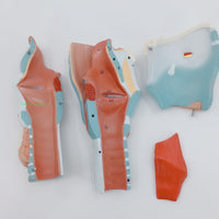 Modelo anatomico de garganta humana.