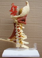 Vértebras cervicales del cuello