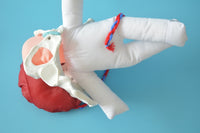 Anatomía de la Pelvis con cordón Umbilical del feto y placenta