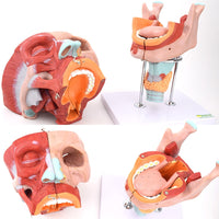 Modelos anatómico de cavidad nasal de boca, laringe y faringe