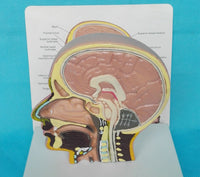 Modelo de cráneo humano, ( otorrinolangorogía)