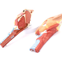 Anatomía Humana Rehabilitación del músculo circulo faríngeo del músculo faríngeo naso faríngeo