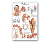 Póster anatomía de Mano, Pie, Rodilla