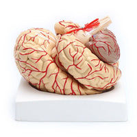 Modelo Anatomico Cerebro Humano escala 1:1
