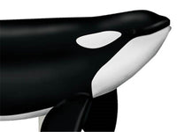 Modelo anatómica ballena en 4D