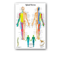 Póster anatomía PIII