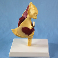 Modelo de articulación de cadera humana