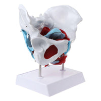 Modelo desmontable de Pelvis Femenina