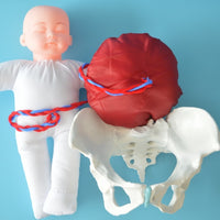 Anatomía de la Pelvis con cordón Umbilical del feto y placenta
