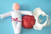 Anatomía de la Pelvis con cordón Umbilical del feto y placenta