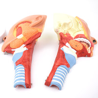 Anatomía Humana Rehabilitación del músculo circulo faríngeo del músculo faríngeo naso faríngeo