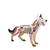 Modelo Anatomico 4D perro.