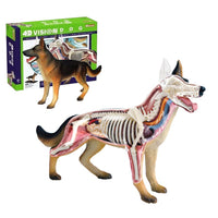 Modelo Anatomico 4D perro.