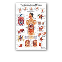 Póster anatomía de Mano, Pie, Rodilla